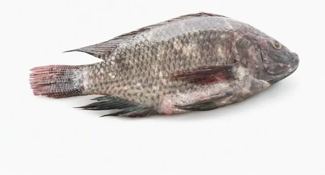 Fresh Whole Tilapia Fish P/Kg